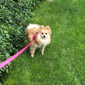 Meet your Posher, Kipling